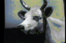 All Cows Eat Grass, Laurie McDonald